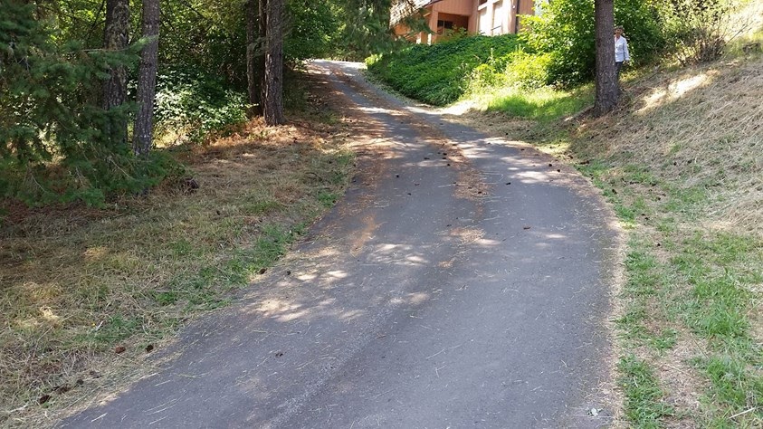 Moss covered driveway